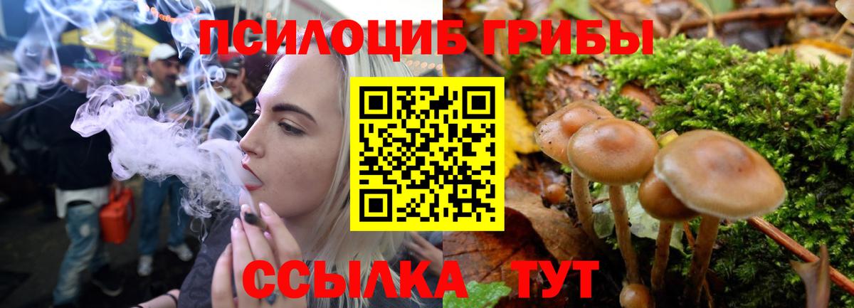 Псилоцибиновые грибы Psilocybe Владимир